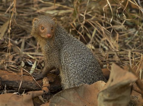 traits of the indian grey mongoose