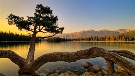 Tranquil Tree Wallpaper