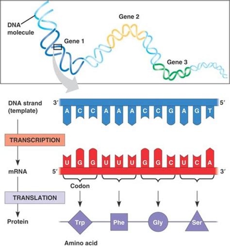 DNA Replication, RNA, Transciption, Translation, .pdf