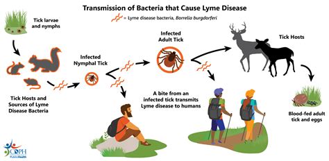 transmission of lyme disease
