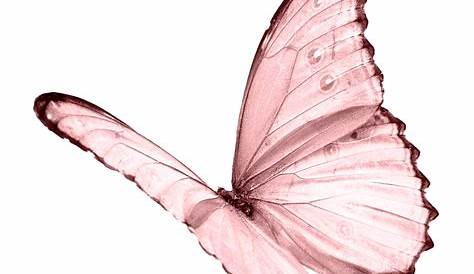 Pink Butterfly PNG Download Image | PNG Arts