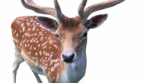 Download Deer With Transparent Background HQ PNG Image | FreePNGImg