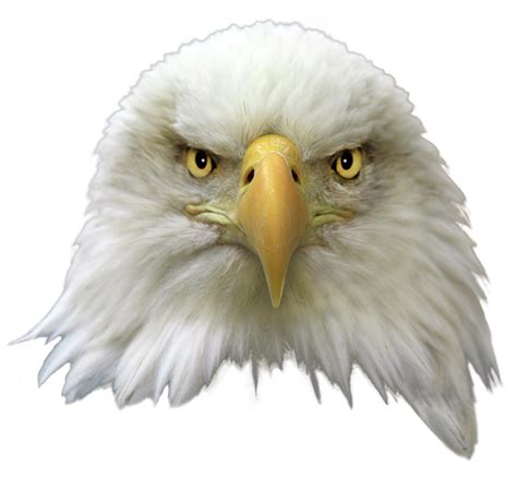 transparent eagle head png