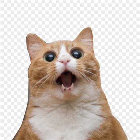 HQ Meme PNG Transparent Meme.PNG Images. PlusPNG