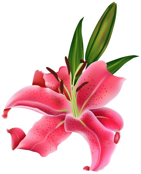 transparent pink lily flower png
