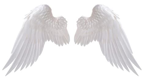 transparent wings no background