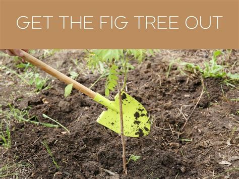 transplanting fig trees