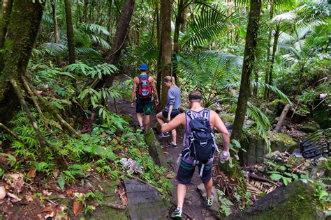 San Juan El Yunque Rainforest & Bio Bay Kayak Combo Tour GetYourGuide