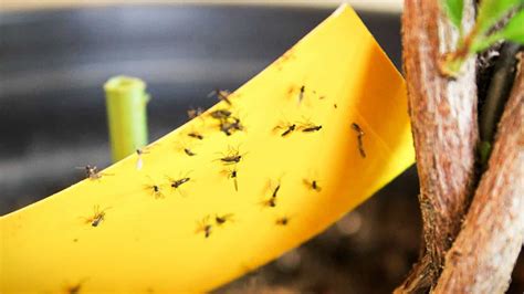 Trap Gnats At Home