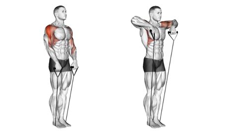 Trapezius Exercises Upright Row