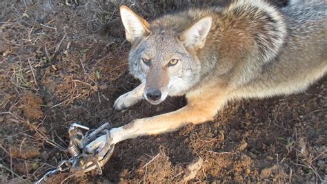 trapping coyotes in sc