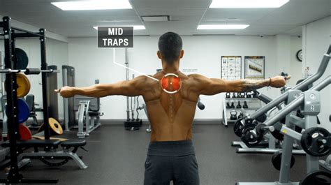 Traps And Rounded Shoulders