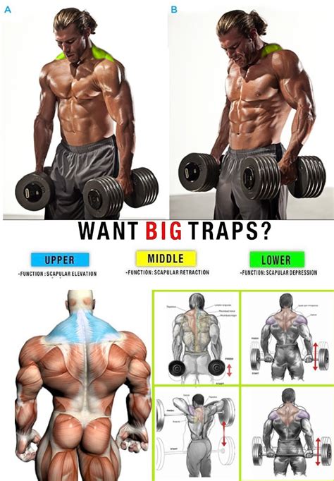 Traps Exercise Step By Step