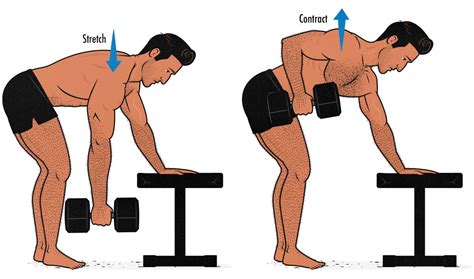 Traps Exercises Rows