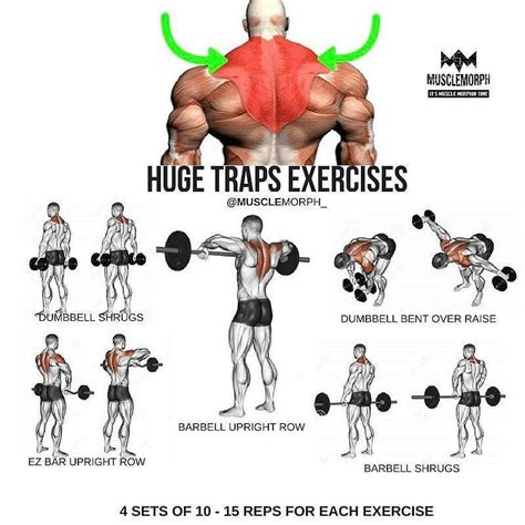 Traps With Shoulders Or Back