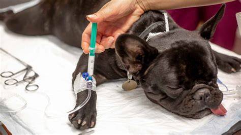 Qué es el Síndrome Vestibular en Perros Causas, Síntomas y