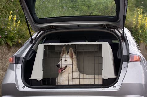 trasportare il cane in auto