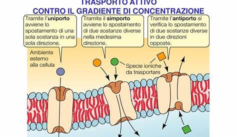 L osmosi è un trasporto attivo o passivo | Aggiornato Novembre 2023