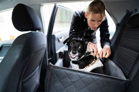trasporto cani in auto legge