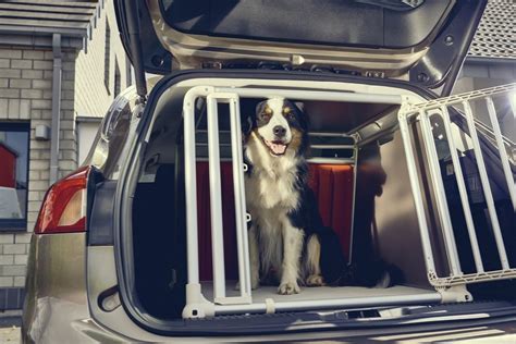 trasporto cani in macchina