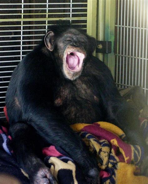 travis the chimp death