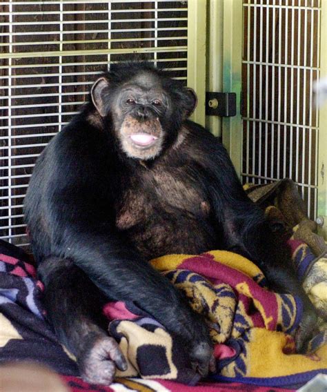 travis the chimpanzee attack video