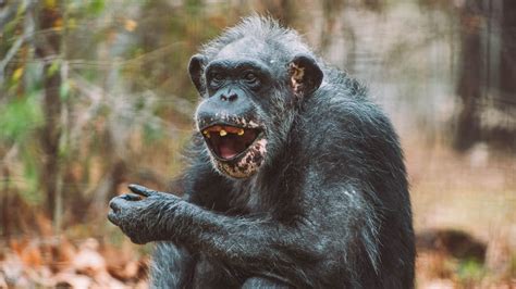 travis the chimpanzee cause of death