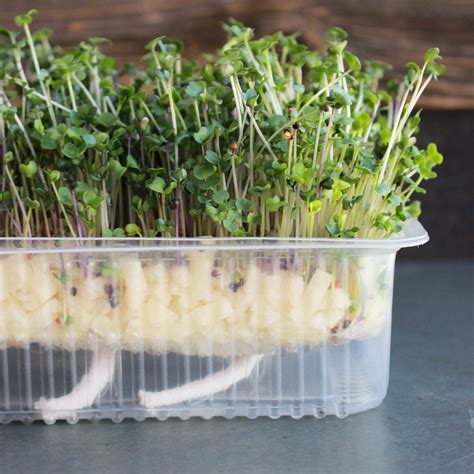 trays for growing microgreens