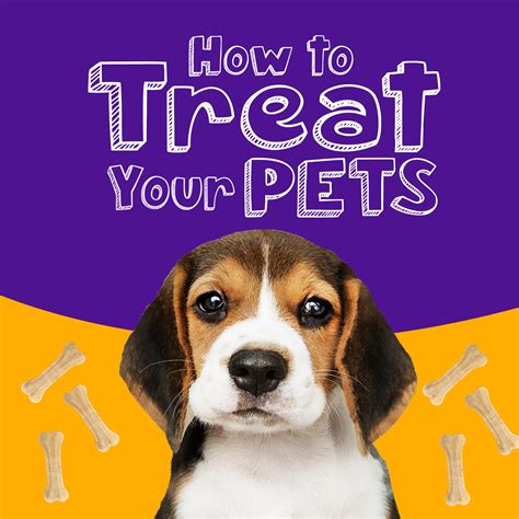 treat pets