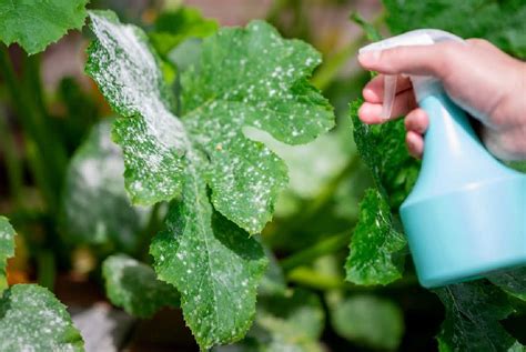 Treating Powdery Mildew with Vinegar Proverbs 31 Woman