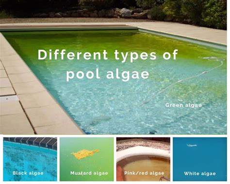 treating pool algae
