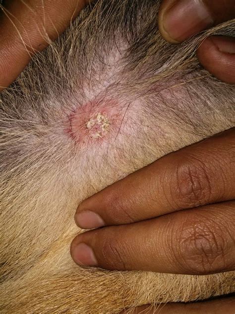 Treating Ringworm in Dogs