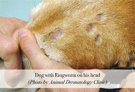 Treating Ringworm in Dogs