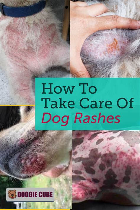 treating skin rashes on dogs