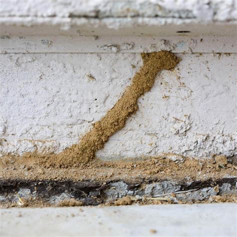 treating subterranean termites under house