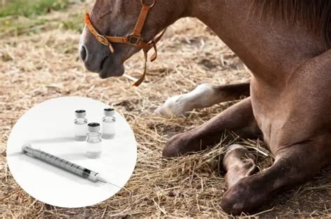 treatment for botulism horses