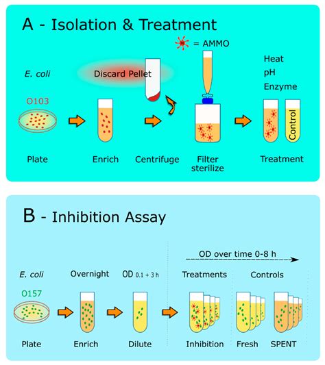 treatment for e coli