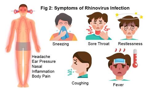 treatment for rhinovirus and enterovirus