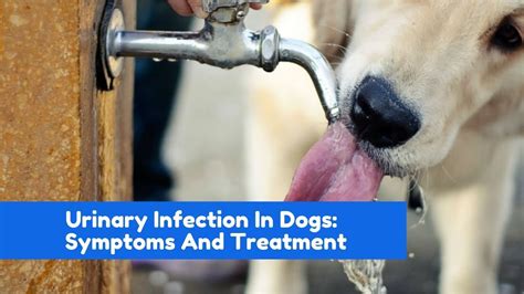 treatment of e coli uti in dogs