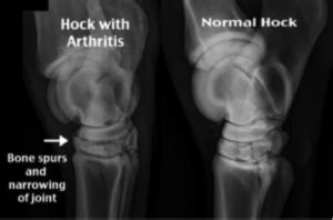 treatment of osteoarthritis in horses