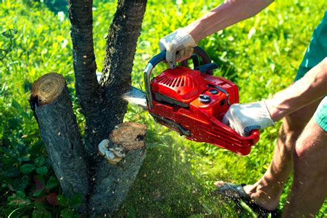 2018 Tree Removal Cost GuideTree Surgeon Costs in the UK