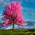 tree wallpaper pink
