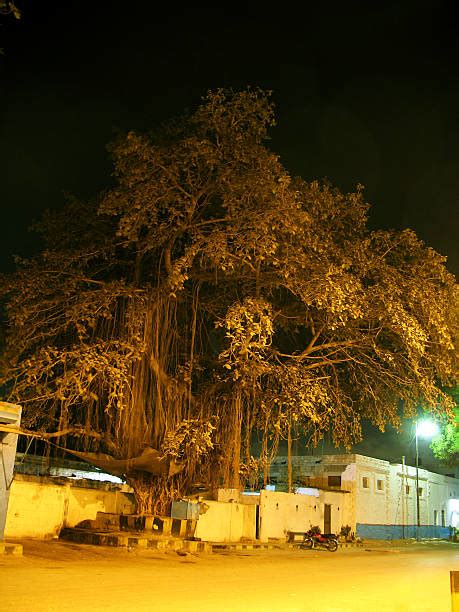 Tree At Night Peepal