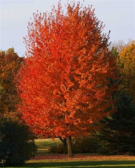 tree autumn blaze
