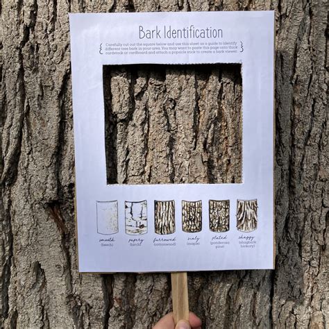 Tree Bark Identifier