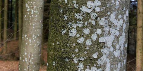 Tree Bark With White Spots