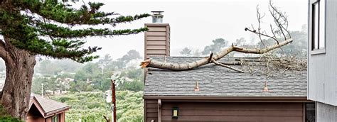 Tree Branch On Roof