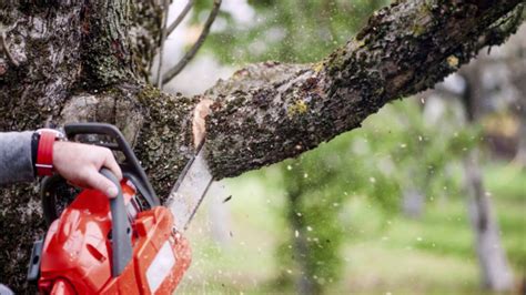 Tree Branch Removal Omaha