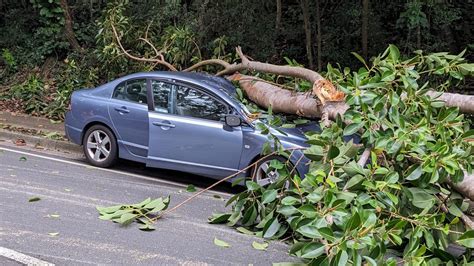 Tree Branches on Car