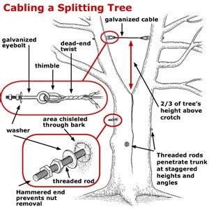 tree cable system